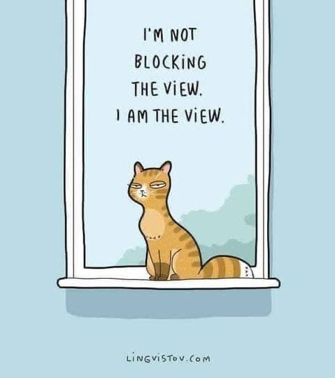 cat I am the view.jpg
